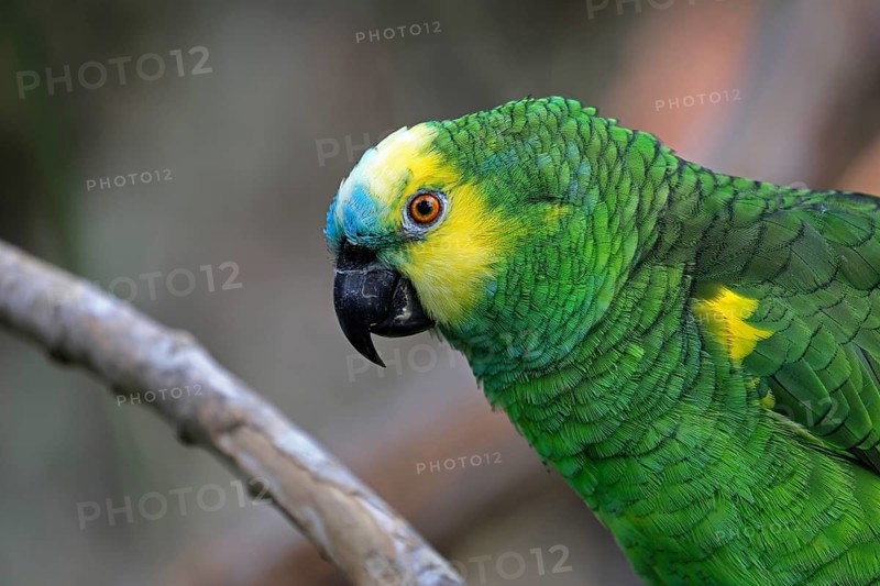 Yellow-headed Amazon (Amazona oratrix), adult, portrait, Central America, Central America