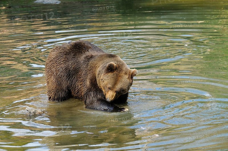 A bear stands calmly in the water with gentle water rings, Eurasian brown bear (Ursus arctos arctos), Bavarian Forest National Park