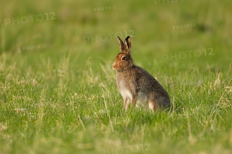 Mountain hare (Lepus timidus) adult animal in its summer coat on a hillside meadow, Cairngorm mountains, Scotland, United Kingdom, Europe