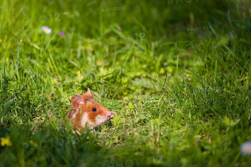 A European hamster (Cricetus cricetus), Eurasian hamster, black-bellied hamster or common hamster, collects herbs, grass and daisies on a meadow