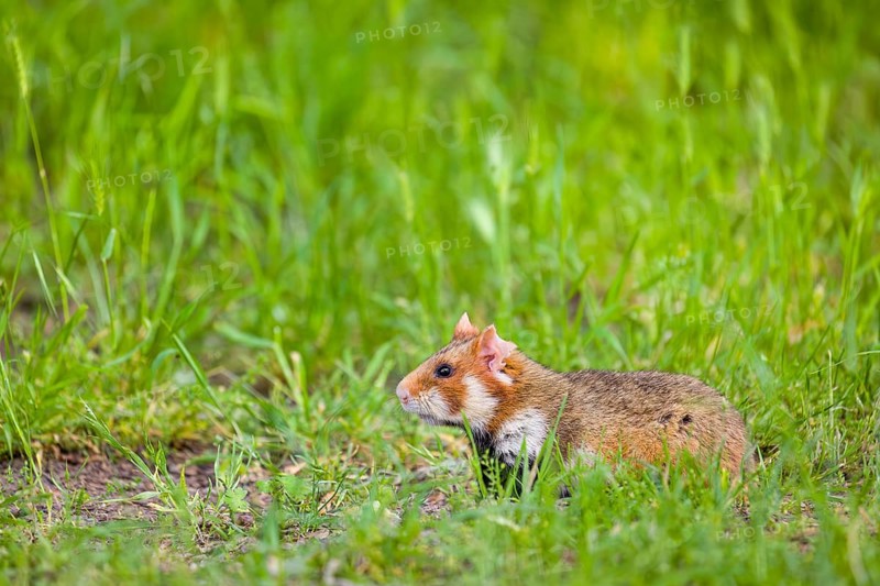 A European hamster (Cricetus cricetus), Eurasian hamster, black-bellied hamster or common hamster, collects herbs, grass and daisies on a meadow