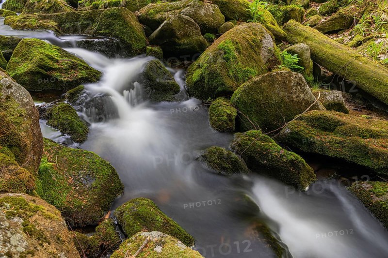 Kleine Ohe creek below Waldhaeuser village in the Bavarian Forest Nationalpark. Flowing water, little cascades, mossy stones and fresh green vegetation