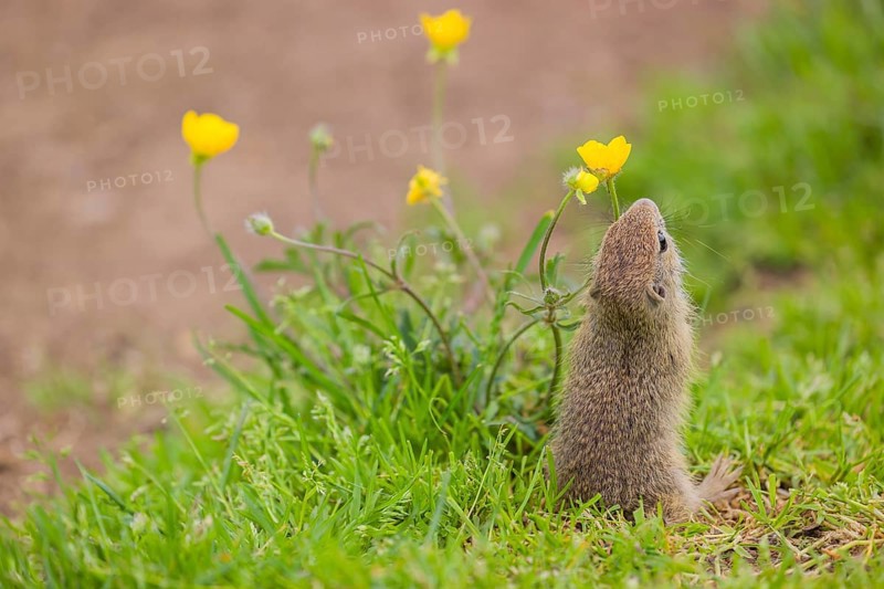 A young European ground squirrel (Spermophilus citellus) or European souslik sits in green gras next to a flowering Ranunculus