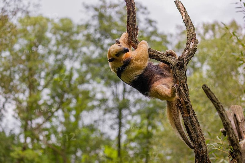 A southern tamandua (Tamandua tetradactyla), climbs in an artistic way in a tree in a forest
