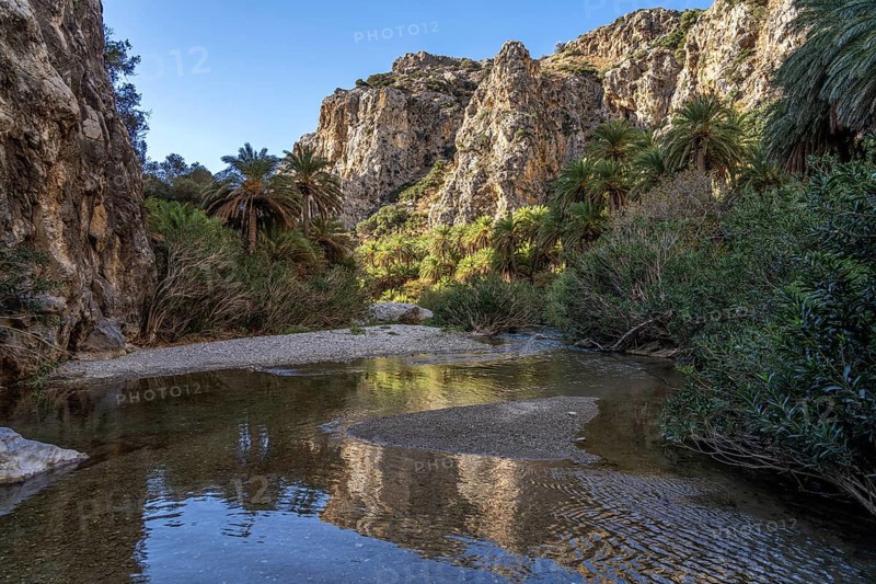 Phoenix theophrasti palms and the river Megalopotamos in the gorge of Preveli, Crete, Greece, Europe