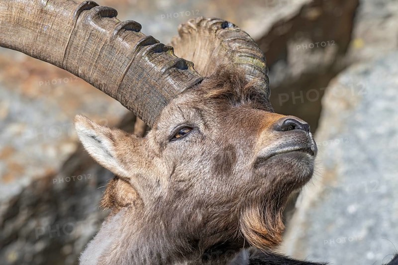 Alpine ibex (Capra ibex), male, portrait, captive, Alpine Zoo, Innsbruck, Tyrol, Austria, Europe