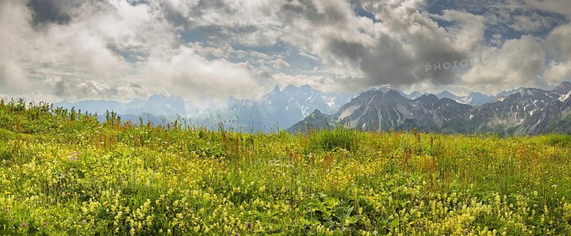 Summer in the Allgäu, mountain panorama over a lush blooming mountain flower meadow on the Fellhorn 2037m, to the Allgäu main ridge with Trettachspitze 2595m, Mädelegabel 2645m, Bockkarkopf 2609m and Hochfrottspitze 2649m, Allgäu Alps, Allgäu, Bavaria, Germany, Europe