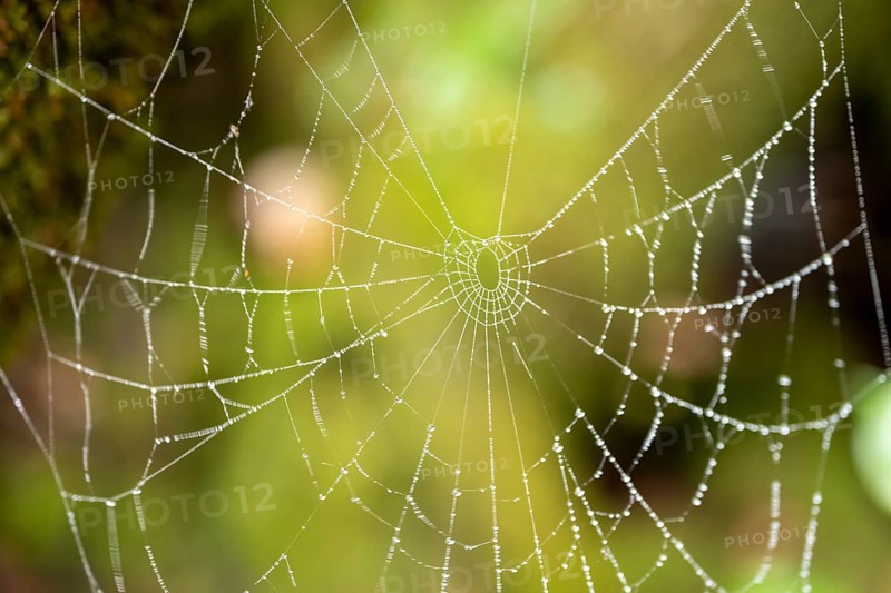 Spider web with raindrops, Poás National Park, central highlands, Alajuela province, Costa Rica, Central America