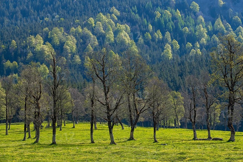 Großer Ahornboden in spring, Großer Ahornboden, Karwendelgebirge, Tyrol, Austria, Europe