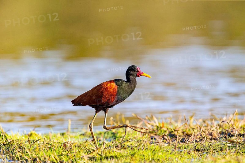 Red-fronted leaflet (Jacana jacana) Pantanal Brazil
