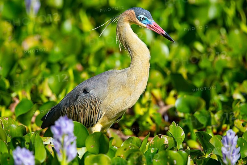 Whistling heron (Syrigma sibilatrix) Pantanal Brazil