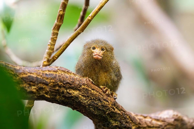 Eastern pygmy marmoset (Cebuella niveiventris) climbing on a tree in a forest, captive, Germany, Europe