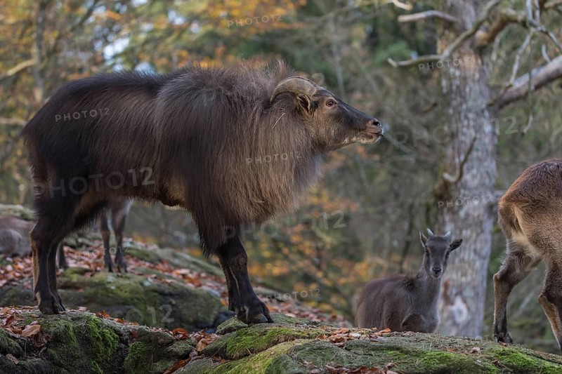 One female and one male Himalayan Tahr (Hemitragus jemlahicus) standing in a forest. Green and yellow forest in the background. Flehmen