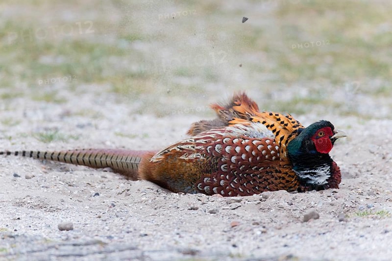 Common pheasant (Phasianus colchicus), Ring-necked pheasant, cock or male bird, taking a dust bath at the side of a track, Texel, Holland