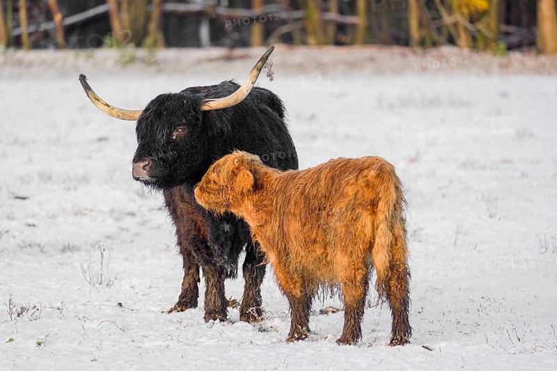 A highland cow (Bos primigenius taurus) and her calf stand at the edge of a forest on a snow-covered pasture
