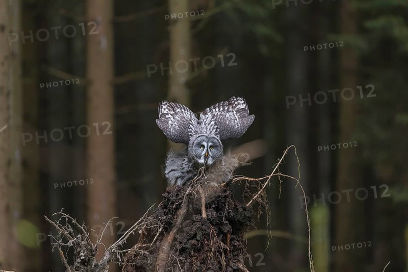 One great grey owl (Strix nebulosa) flying through a spruce forest