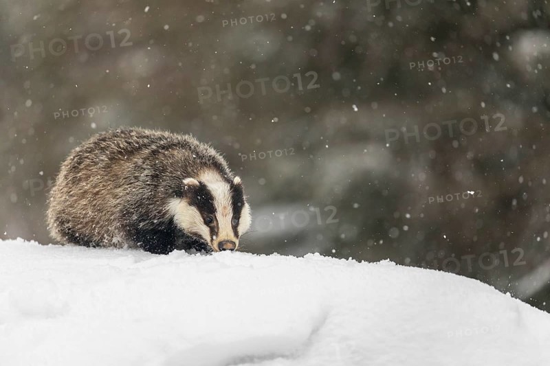 One young European badger (Meles meles) walking through deep snow during snow fall
