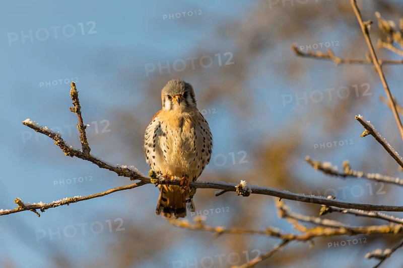 One American kestrel (Falco sparverius) sitting on a twig in early morning light with a blue sky in the background