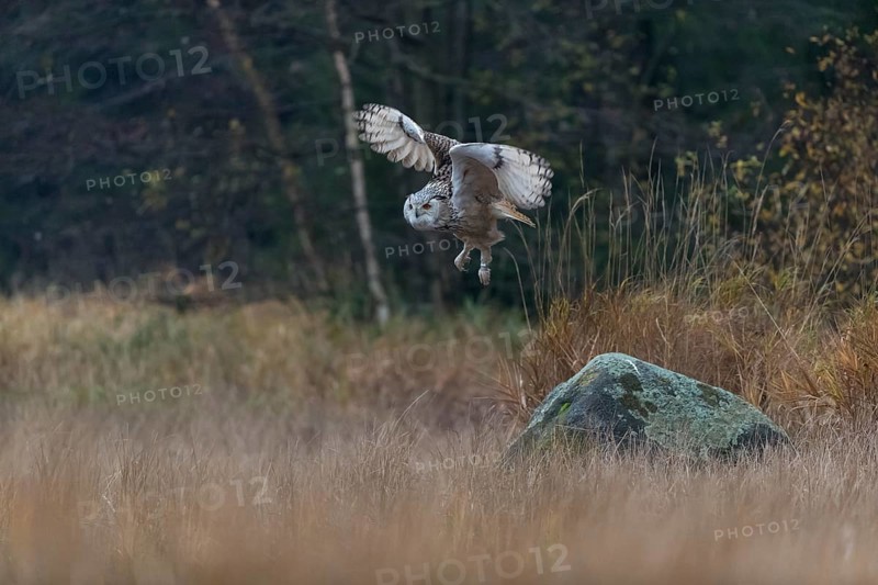 One Siberian Eagle Owl (Bubo bubo sibiricus) flying over tall reed grass lakeshore on an autumnal misty cold morning