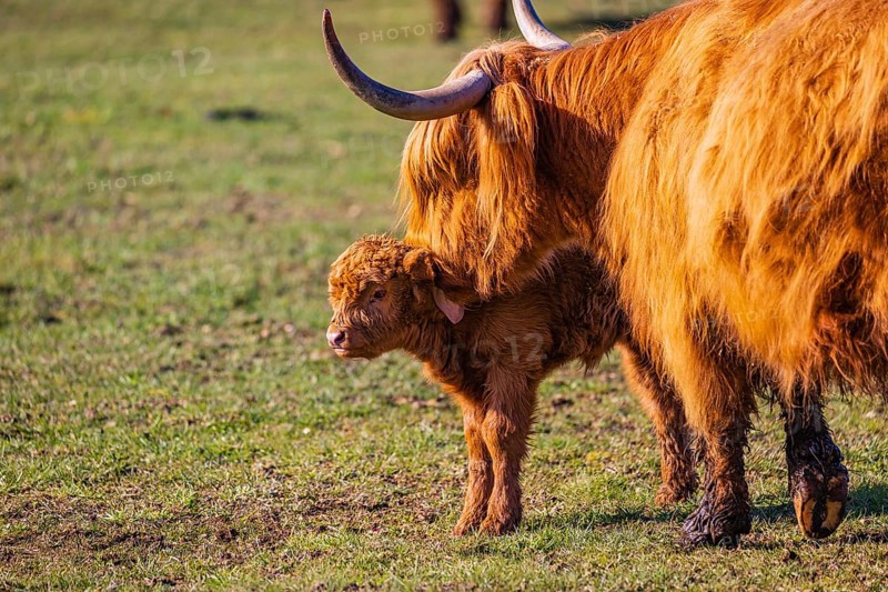 One Highland cow (Bos (primigenius) taurus) stands on a meadow and licks her calf clean