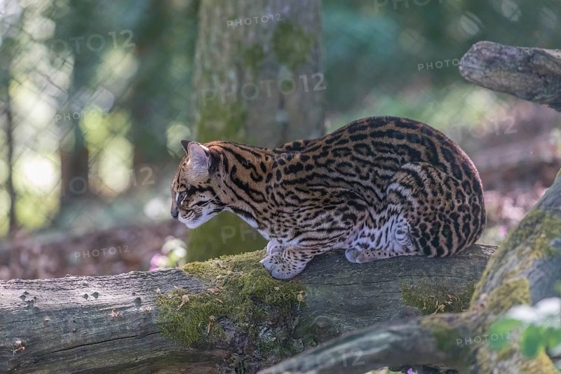 One Ocelot, Leopardus pardalis, resting on a fallen tree with green vegetation in the background