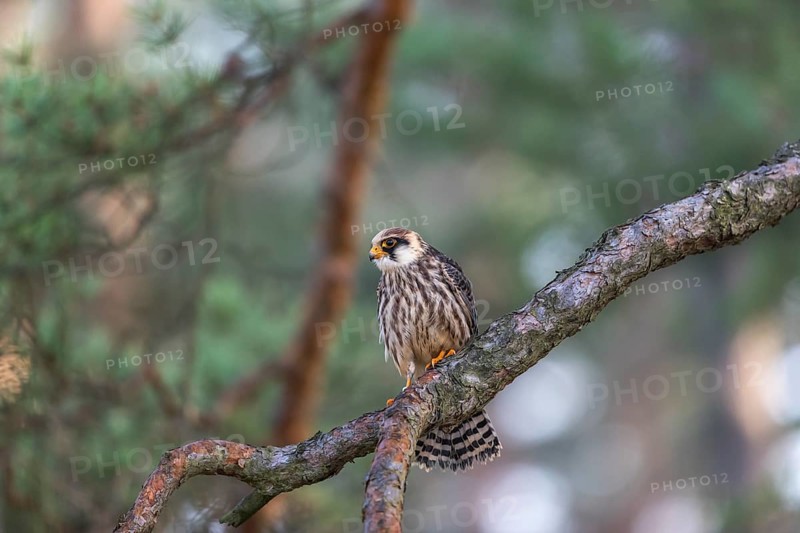 One female red-footed falcon (Falco vespertinus) sitting on a twig of a tree in a forest. Green vegetation in the background
