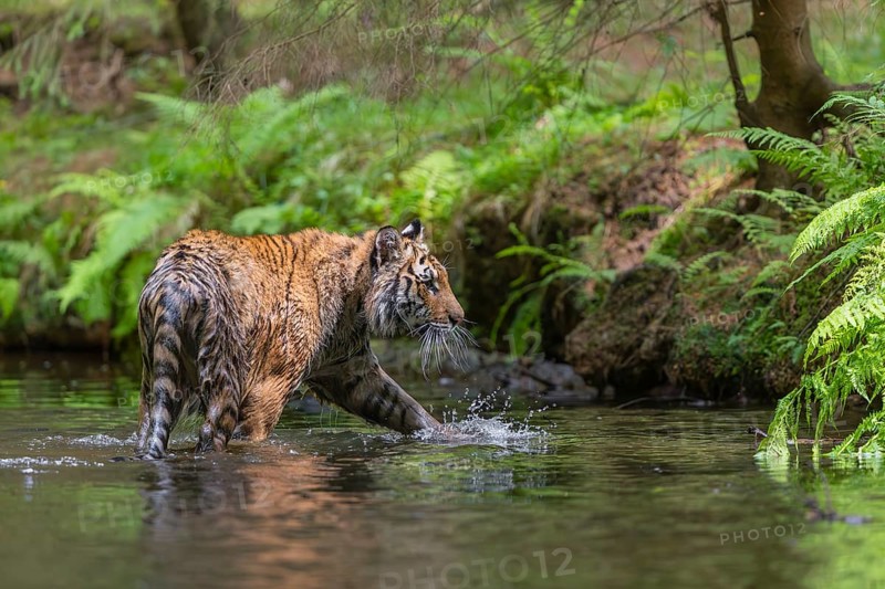 One young female Siberian Tiger, Panthera tigris altaica, walking thru the cool fresh water of a creek deep in a forest