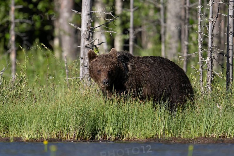Brown bear (Ursus arctos) in the Finnish taiga, Kuusamo, Finland, Europe