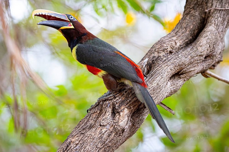 Chestnut-eared aracari (Pteroglossus castanotis) Pantanal Brazil#