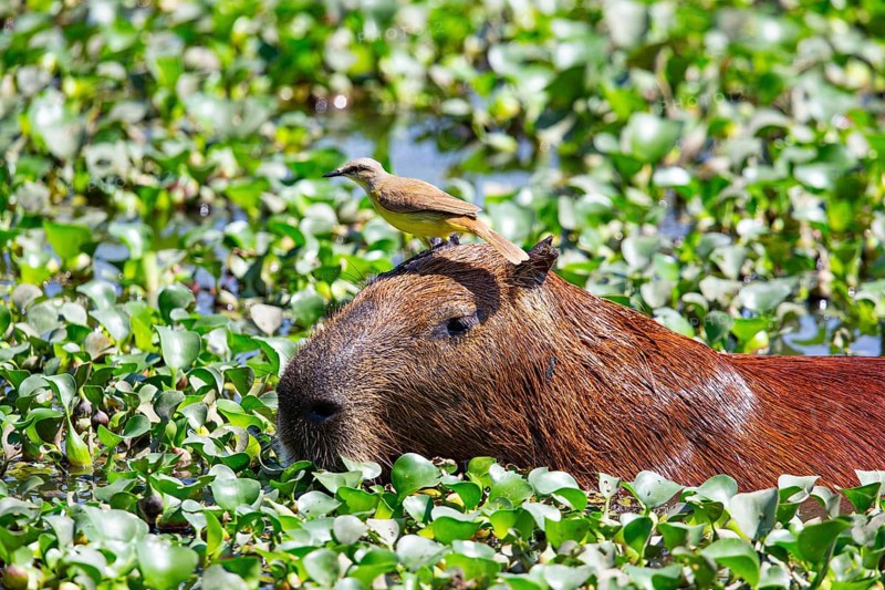 Capybara (Hydrochaeris hydrochaeris) Pantanal Brazil