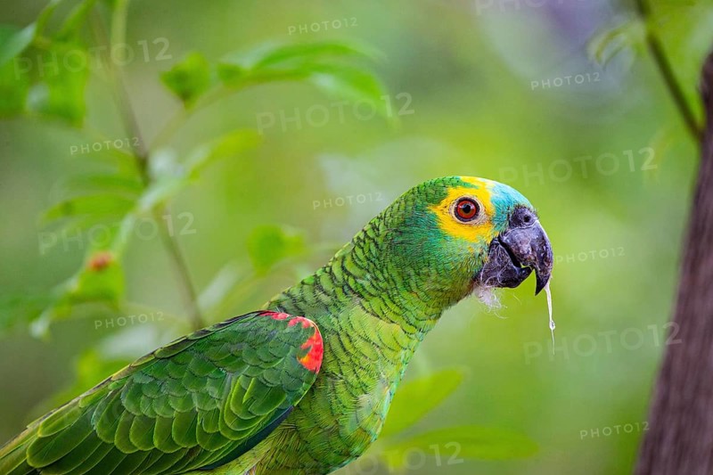 Blue-fronted Amazon (Amazona aestiva (Pantanal Brazil