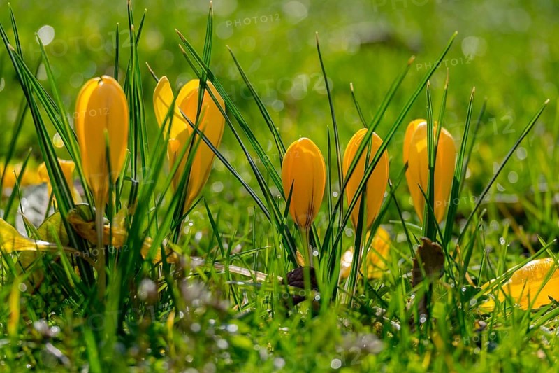 Yellow crocuses (Crocus) with raindrops, Palatinate, Rhineland-Palatinate, Germany, Europe