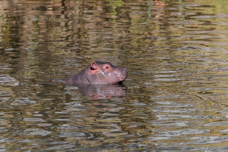 A baby hippopotamus (Hippopotamus amphibius) swimming in a river