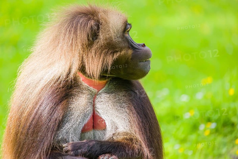 Portrait of an adult male Gelada (Theropithecus gelada), or bleeding-heart monkey, resting on a green meadow
