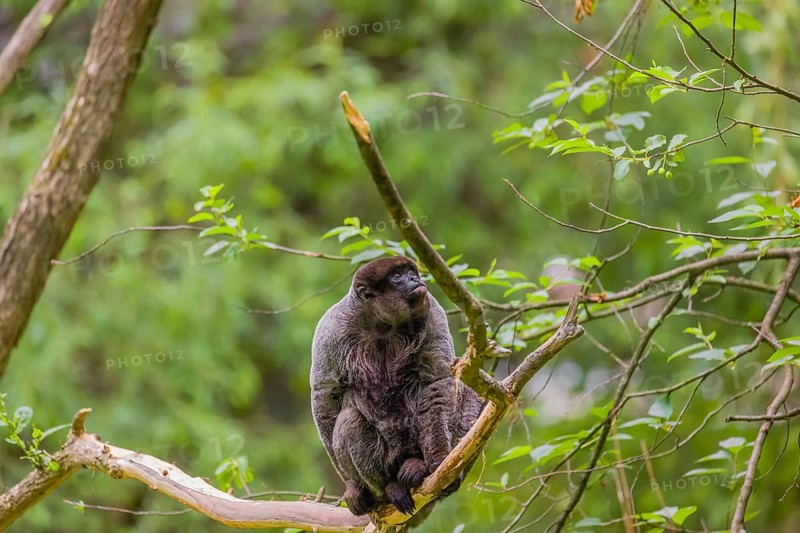 A common woolly monkey, brown woolly monkey, or Humboldt's woolly monkey (Lagothrix lagothricha) sits in a tree