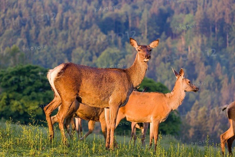 A group of female Altai maral, Altai wapiti or Altai elk (Cervus canadensis sibiricus) stand in a meadow in the first light of the day