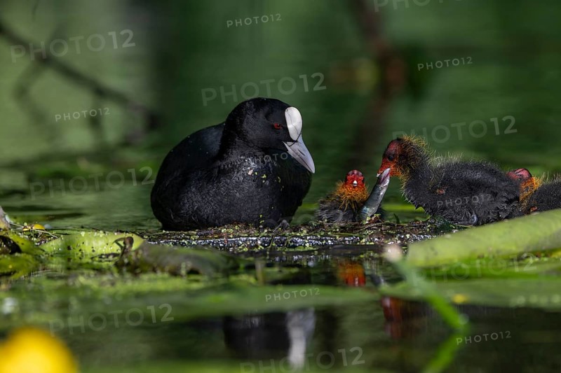 Great Crested Grebe (Podiceps cristatus), Nettetal, Germany, Europe