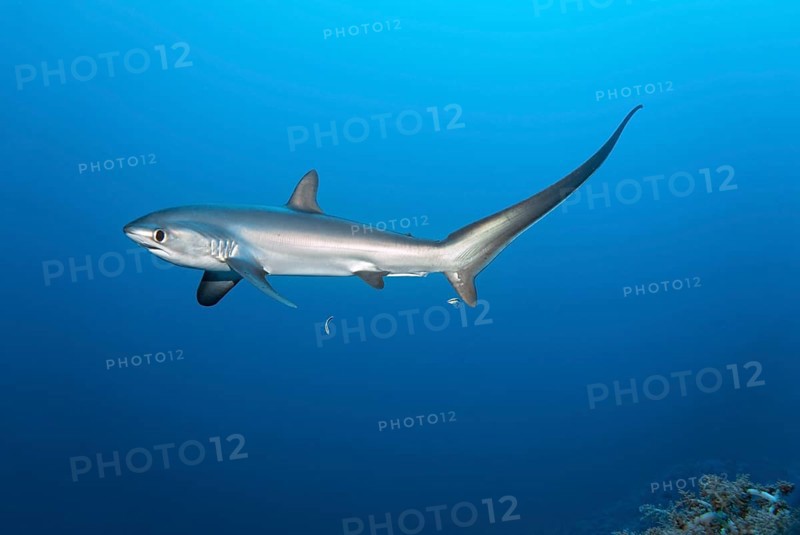 Common thresher, thresher, shark, (Alopias vulpinus), swimming with cleaner wrasse (Labroides dimidiatus) over coral reef, fish, species, endangered, Red Sea, Brother Islands, El Akhawein, Egypt, Africa