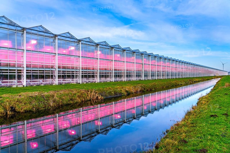 Large greenhouses for cucumbers and strawberries, over 10 hectares, the plants are artificially illuminated in pink, which promotes growth in winter, in Maasbree, west of Venlo, Netherlands