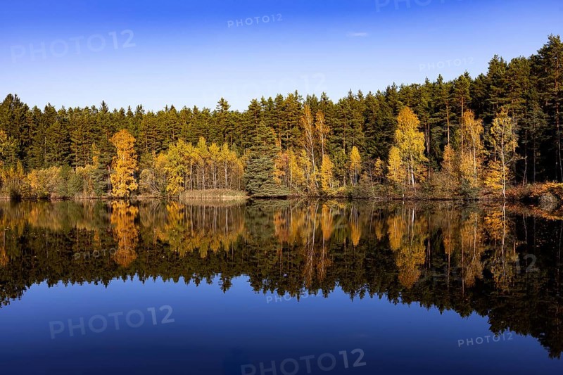 Autumn coloured birch trees on the shore of a fish pond near Neu Nagelberg, Gmünd, Waldviertel, Lower Austria, Austria, Europe
