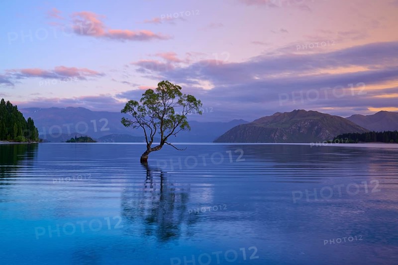 A tree stands in a lake, surrounded by mountains and pink dawn, summer, Lake Wanaka, Wanaka, Otago, South Island, New Zealand, Oceania