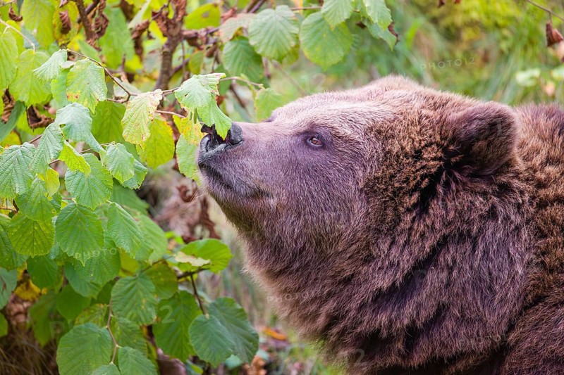 An adult female brown bear (Ursus arctos arctos) eating leaves from a birch tree