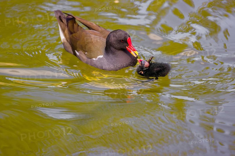 An adult common moorhen (Gallinula chloropus), swims in a pondand feeds one of her chicks