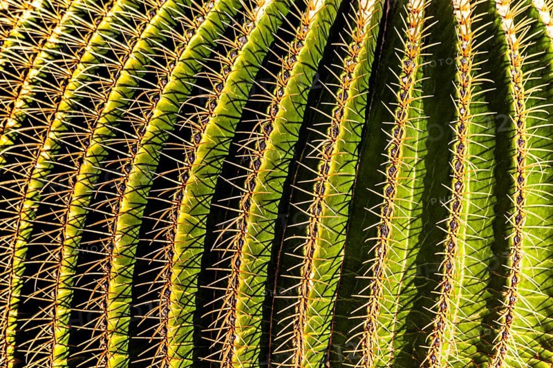 2016, Guatiza, Lanzarote, Jardin de Cactus by Cesar Manrique, ESP, Spain, Canary Islands, Canary Islands, Atlantic Ocean, Lanzarote, biosphere reserve, volcano, volcanism, volcanic island, island, recording date, Europe