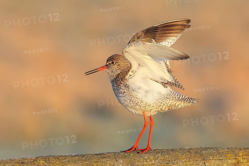 Redshank, (Tringa totanus), mating on a pasture fence, Wildlife, Animals, Birds, Snipe family, Ochsenmoor, Naturpark Dümmer See, Hüde Lower Saxony, Germany, Europe