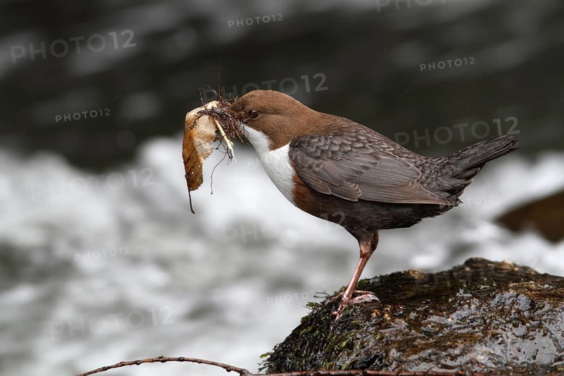 White-throated Dipper (Cinclus cinclus) with nesting material in its beak on mossy stones on the bank of a mountain stream, Saxon Switzerland, Elbe Sandstone Mountains, Saxony, Germany, Europe