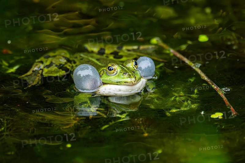 Edible frog (Pelophylax esculentus) in a little lake in the water, Bavaria, Germany, Europe