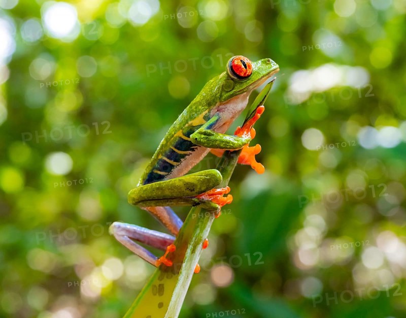 Red-eyed tree frog (Agalychnis callidryas), sitting on a branch, Heredia province, Costa Rica, Central America