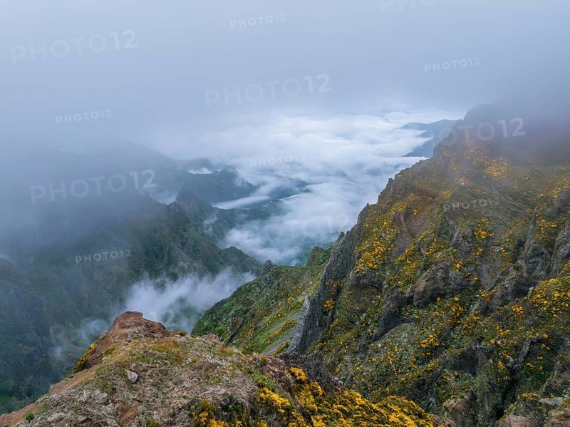 A mountain covered in fog and clouds with blooming Cytisus shrubs. Near Pico de Arieiro, Madeira island, Portugal, Europe