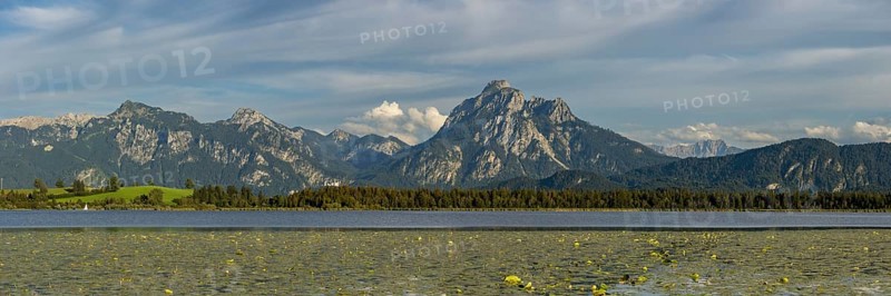 Lake Hopfensee, lakeshore with numerous water lilies, behind it the Tegelberg and the Säuling, Ammergau Alps, near Füssen, Ostallgäu, Allgäu, Upper Swabia, Swabia, Bavaria, Germany, Europe